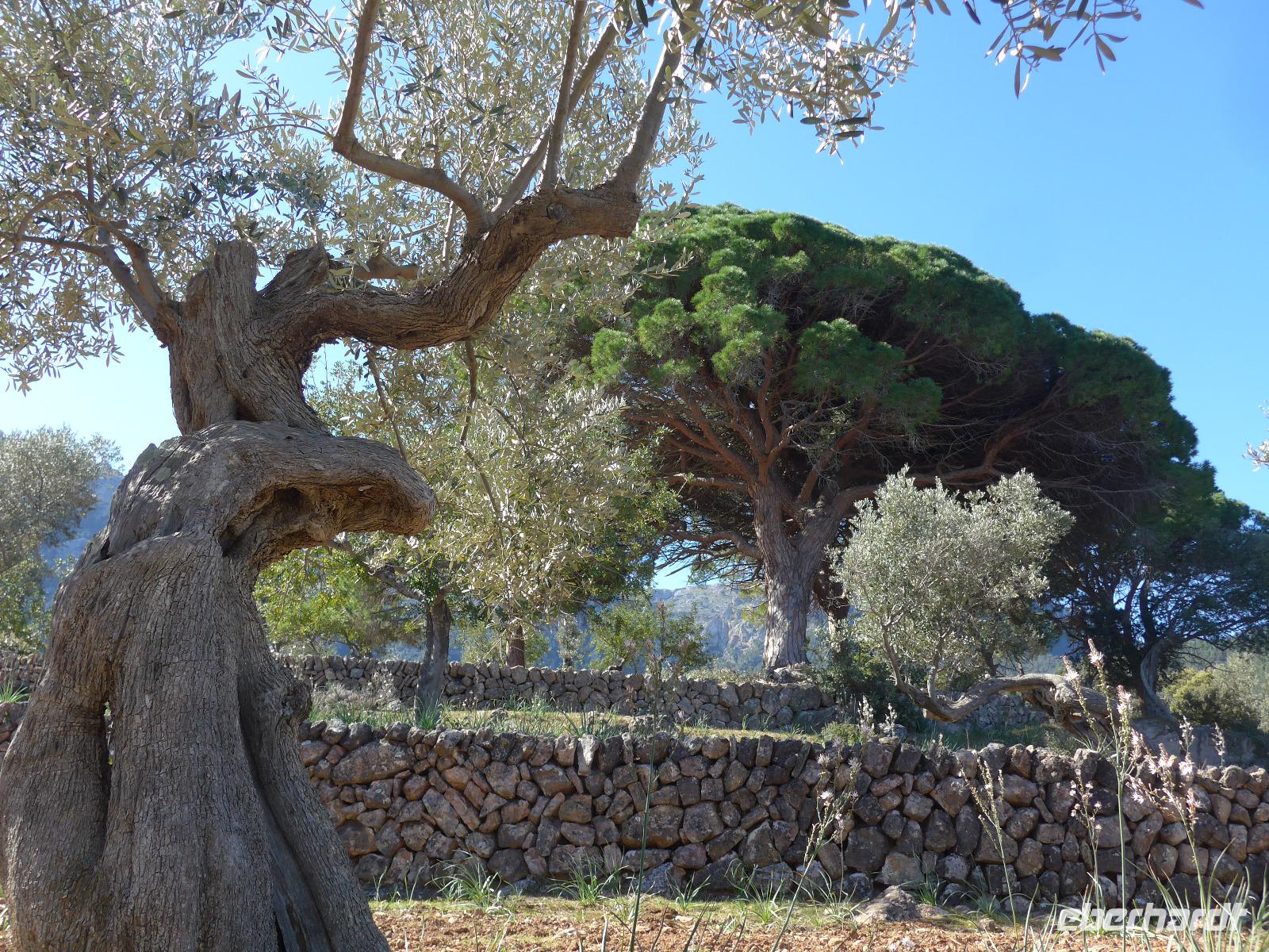 Mallorca &ndash; &copy; Ria Heilmann (Eberhardt TRAVEL)