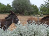 Mallorca &ndash; &copy; Ria Heilmann (Eberhardt TRAVEL)
