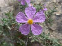 Mallorca &ndash; &copy; Ria Heilmann (Eberhardt TRAVEL)