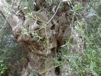 Mallorca &ndash; &copy; Ria Heilmann (Eberhardt TRAVEL)