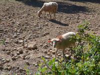 Mallorca &ndash; &copy; Ria Heilmann (Eberhardt TRAVEL)