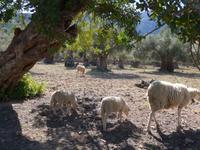 Mallorca &ndash; &copy; Ria Heilmann (Eberhardt TRAVEL)
