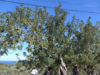 Mallorca &ndash; &copy; Ria Heilmann (Eberhardt TRAVEL)
