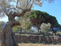 Mallorca &ndash; &copy; Ria Heilmann (Eberhardt TRAVEL)
