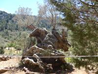 Mallorca &ndash; &copy; Ria Heilmann (Eberhardt TRAVEL)