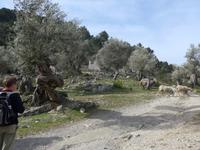 Mallorca &ndash; &copy; Ria Heilmann (Eberhardt TRAVEL)