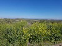 Vía Verde del Aceite (3)