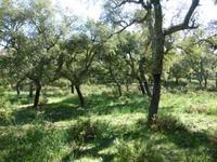 Grazalema - Korkeichenwald &ndash; &copy; Ralf Kuchenbecker (Eberhardt TRAVEL)