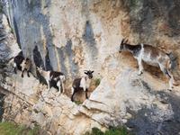 Wanderreise Nord-Spanien – Jakobsweg und Atlantik: 9 Tage Wanderreise in Nordspanien mit San Sebastian – Picos de Europa – Jakobsweg – Santiago de Compostela – Atlantikküste – Porto &ndash; &copy; Benjamin Rodriguez Manzanares (Eberhardt TRAVEL)