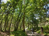 Wanderreise Nord-Spanien – Jakobsweg und Atlantik: 9 Tage Wanderreise in Nordspanien mit San Sebastian – Picos de Europa – Jakobsweg – Santiago de Compostela – Atlantikküste – Porto &ndash; &copy; Benjamin Rodriguez Manzanares (Eberhardt TRAVEL)
