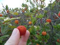 Singlereise Mallorca Wandern – Erdbeerbaum &ndash; &copy; Franziska Bergmann (Eberhardt TRAVEL)
