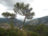 Singlereise Mallorca Wandern – Serra de Tramuntana &ndash; &copy; Franziska Bergmann (Eberhardt TRAVEL)