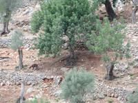 Singlereise Mallorca Wandern – Serra de Tramuntana &ndash; &copy; Franziska Bergmann (Eberhardt TRAVEL)