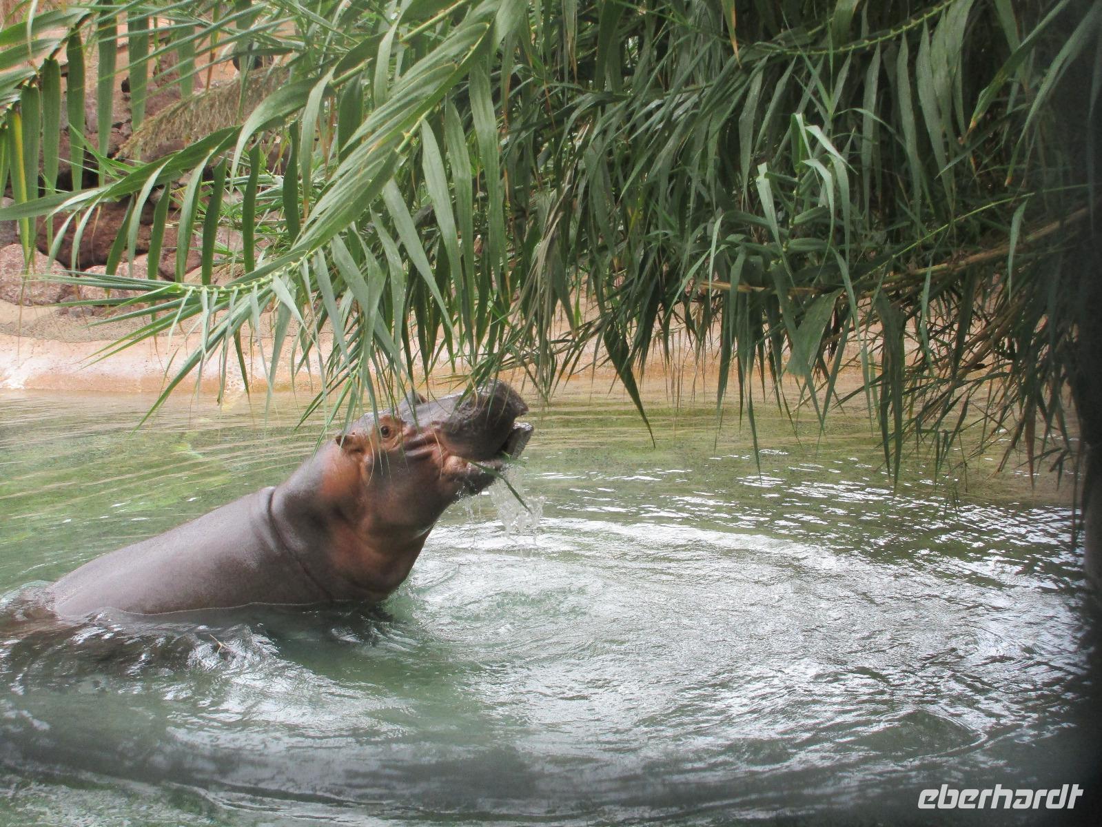 das Hippo im Oasis- Park &ndash; &copy; Silvia Buske (Eberhardt TRAVEL)