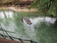 das Hippo im Oasis- Park &ndash; &copy; Silvia Buske (Eberhardt TRAVEL)