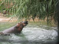 das Hippo im Oasis- Park &ndash; &copy; Silvia Buske (Eberhardt TRAVEL)