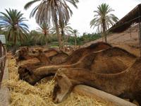 die Kamele im Oasis- Park &ndash; &copy; Silvia Buske (Eberhardt TRAVEL)