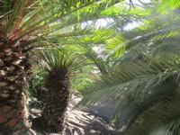der Botanische Garten im Oasis- Park &ndash; &copy; Silvia Buske (Eberhardt TRAVEL)