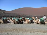 Kamelreiten &ndash; &copy; Silvia Buske (Eberhardt TRAVEL)