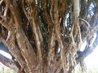 P1170068 &ndash; &copy; Cornelia Ritter (Eberhardt TRAVEL)