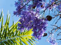 Jacaranda &ndash; &copy; Anna Stiebing (Eberhardt TRAVEL)