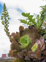 Steinrose &ndash; &copy; Anna Stiebing (Eberhardt TRAVEL)