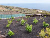 Weinanbau auf El Hierro &ndash; &copy; Anna Stiebing (Eberhardt TRAVEL)