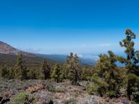 Kanarenkiefern &ndash; &copy; Anna Stiebing (Eberhardt TRAVEL)