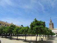 Sevilla (59) &ndash; &copy; Francisco Javier Burgos Gutierrez (Eberhardt TRAVEL)