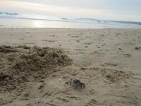 Conil de la Frontera (4) &ndash; &copy; Francisco Javier Burgos Gutierrez (Eberhardt TRAVEL)