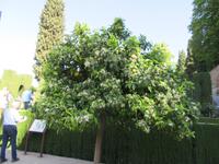 Granada (7) &ndash; &copy; Francisco Javier Burgos Gutierrez (Eberhardt TRAVEL)