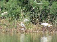 Nationalpark Donana &ndash; &copy; Rico Manns (Eberhardt TRAVEL)
