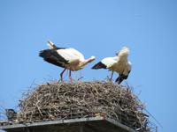 Liebesspiel &ndash; &copy; Rico Manns (Eberhardt TRAVEL)