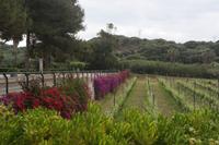 Weinanbau auf Menorca &ndash; &copy; Detlef May (Eberhardt TRAVEL)