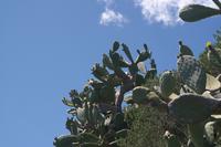 Kakteen-Blüte &ndash; &copy; Detlef May (Eberhardt TRAVEL)