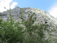 Cabrales (9) &ndash; &copy; Francisco Javier Burgos Gutierrez (Eberhardt TRAVEL)