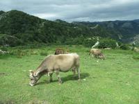 Covadonga (25) &ndash; &copy; Francisco Javier Burgos Gutierrez (Eberhardt TRAVEL)