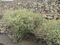 Bodega Ye (1) &ndash; &copy; Francisco Javier Burgos Gutierrez (Eberhardt TRAVEL)
