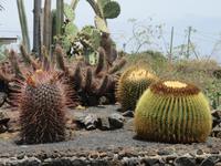 Kakteen-Garten (2) &ndash; &copy; Francisco Javier Burgos Gutierrez (Eberhardt TRAVEL)