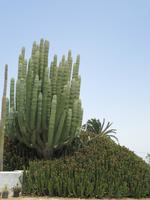 Kakteen-Garten (4) &ndash; &copy; Francisco Javier Burgos Gutierrez (Eberhardt TRAVEL)