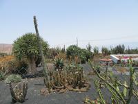 Kakteen-Garten (5) &ndash; &copy; Francisco Javier Burgos Gutierrez (Eberhardt TRAVEL)