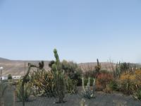 Kakteen-Garten (7) &ndash; &copy; Francisco Javier Burgos Gutierrez (Eberhardt TRAVEL)