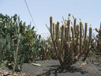 Kakteen-Garten (11) &ndash; &copy; Francisco Javier Burgos Gutierrez (Eberhardt TRAVEL)