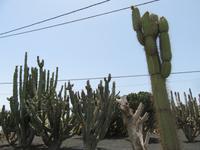 Kakteen-Garten (13) &ndash; &copy; Francisco Javier Burgos Gutierrez (Eberhardt TRAVEL)