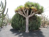 Kakteen-Garten (16) &ndash; &copy; Francisco Javier Burgos Gutierrez (Eberhardt TRAVEL)