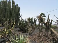 Kakteen-Garten (19) &ndash; &copy; Francisco Javier Burgos Gutierrez (Eberhardt TRAVEL)