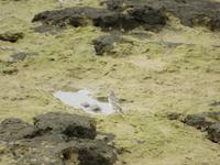 La Graciosa (19) &ndash; &copy; Francisco Javier Burgos Gutierrez (Eberhardt TRAVEL)