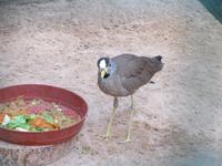 Oasis Park (4) &ndash; &copy; Francisco Javier Burgos Gutierrez (Eberhardt TRAVEL)