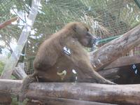 Oasis Park (23) &ndash; &copy; Francisco Javier Burgos Gutierrez (Eberhardt TRAVEL)
