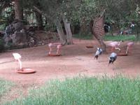 Oasis Park (28) &ndash; &copy; Francisco Javier Burgos Gutierrez (Eberhardt TRAVEL)